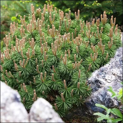 Quel est son nom latin ?