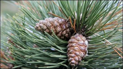 Quel est son nom latin ?