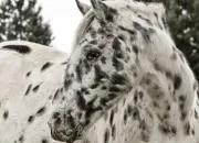 Quiz Les races des chevaux