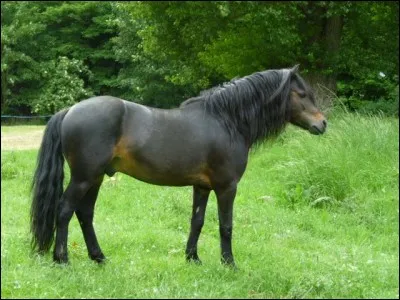 Quelle est cette race ?