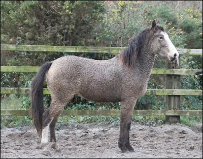 Quelle est cette race ?