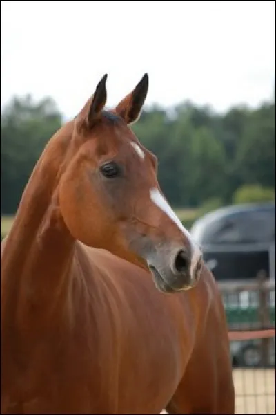Quelle est la race ?