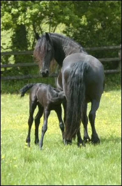 Quelle est cette race ?