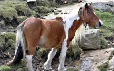 Quelle est cette race ?