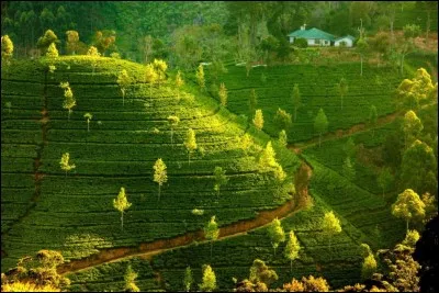 Nichée au sommet de ces plantations de thé, cette maison semble inatteignable . Les thés de Ceylan sont produits dans ces régions montagneuses du sud de l'île : la classification se fait en fonction de l'altitude à laquelle le thé a poussé. Celui de la maison doit être de qualité.
Nommez l'état insulaire où est située cette maison, un pays dont le thé est réputé dans le monde entier ?