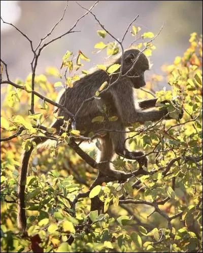 Dans l'Égypte ancienne, ils sont les champions de la cueillette des ;