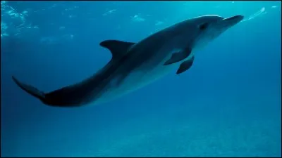 Généralement, les dauphins chassent en groupes serrés.