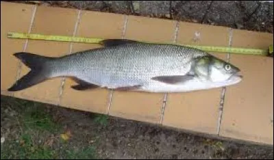 De quel écrivain le commissaire Van In est-il le héros récurrent ?