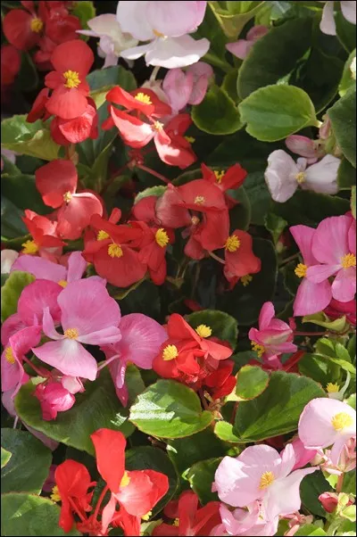 De quelle plante s'agit-il ?