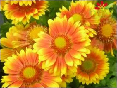 De quelle plante s'agit-il ?