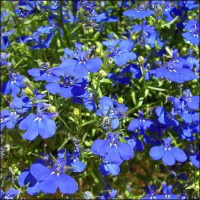 De quelle plante s'agit-il ?