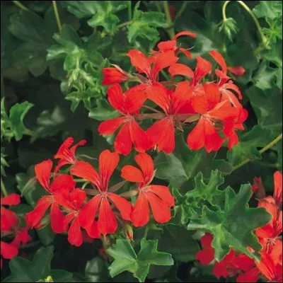 De quelle plante s'agit-il ?