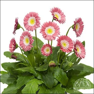 De quelle plante s'agit-il ?