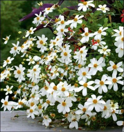 De quelle plante s'agit-il ?