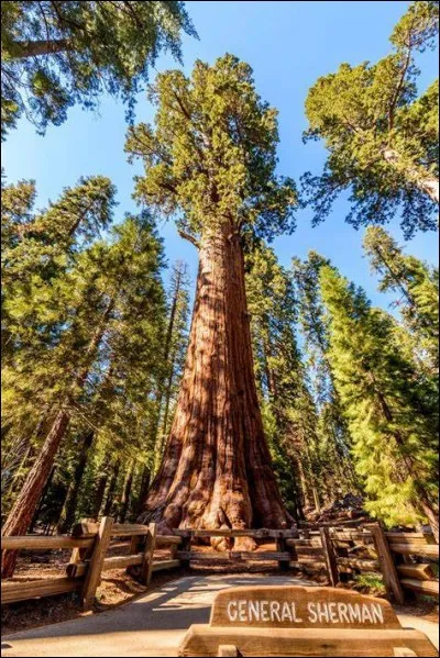 L'arbre le plus gros du monde se trouve en Californie, il pèse 1 250 tonnes, a 11 mètres de diamètre, il fait__ mètres. Il s'appelle General Sherman.