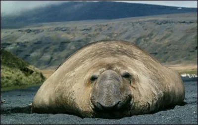 Quel est cet animal marin ?