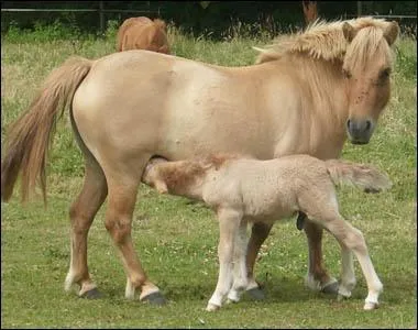 Quelle est la robe de cette poulinire et de son poulain ?