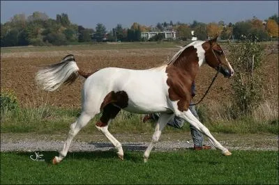 Quelle est cette robe ?