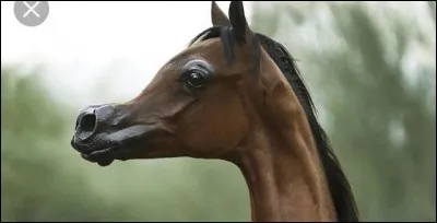 Quelle est la race de ce poulain ?