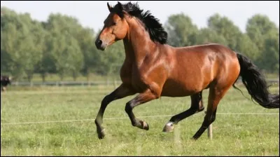 Quelle est l'allure de ce cheval ?