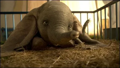 Dans le grand classique de Disney, quel objet enchanté permet à Dumbo de voler après l'avoir tenu avec sa trompe ?