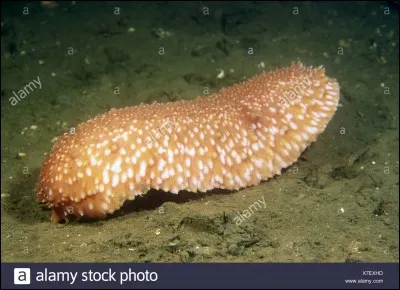 Et lui, il s'appelle comment ?