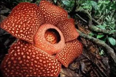 Cette fleur est un rafflesia.