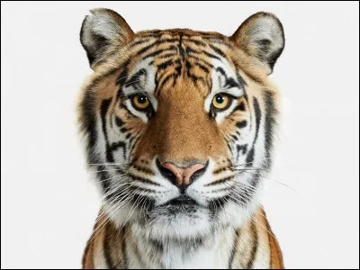 Ton animal de prédilection...