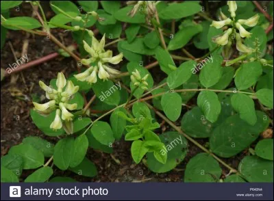 Le mot "réglisse" est du genre...