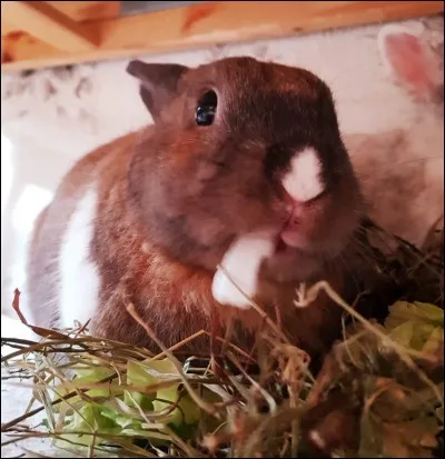 Le lapin est-il strictement herbivore ?