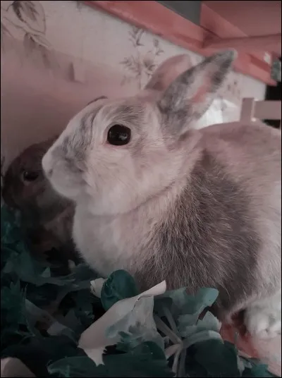 Quelle est la particularité des yeux du lapin ?