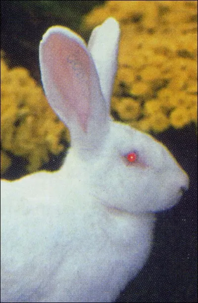 Pourquoi voit-on la couleur rouge des lapins albinos ?