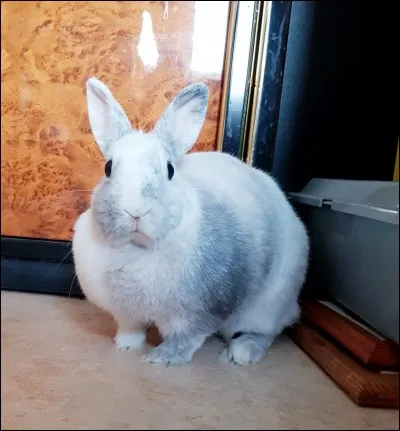 Que ne perçoivent pas les lapins ?