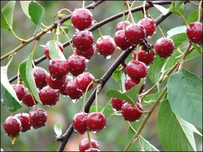 Si vous avez la cerise, vous n'avez pas de pot !