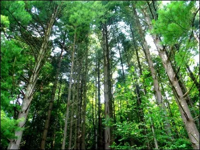 En considérant uniquement les énergies renouvelables modernes, quelle part occupe l'hydroélectricité ?
