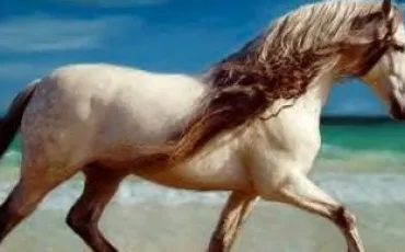 Quiz Galop 2