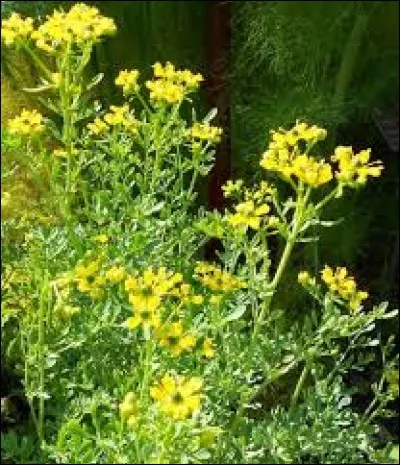 Use les pieds de ses filles, c'est la...