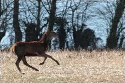 Primaire sans hommes, c'est l'...