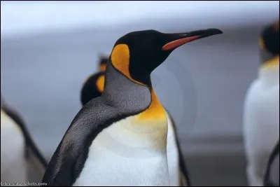 Où vit cet animal (en considérant toutes les espèces) ?