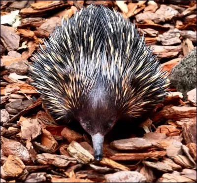 Où vit cet animal ?