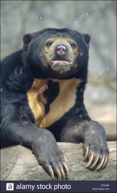 Où vit cet animal ?