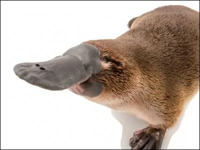 Où vit cet animal ?