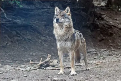 Où vit cet animal (en considérant toutes les espèces) ?
