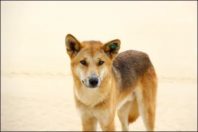 Où vit cet animal ?