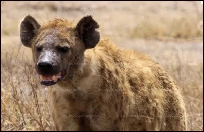 Où vit cet animal (en considérant toutes les espèces) ?