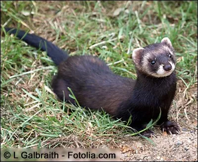 Où vit cet animal ?