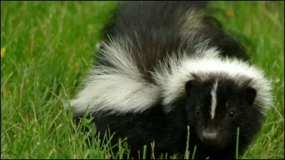 Où vit cet animal ?