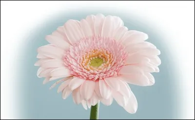 Quelle ville italienne est également appelée "La cité des fleurs" ?