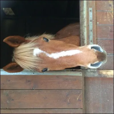 Comment s'appelle cette marque en tête ?
