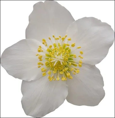 Anne Frank était...